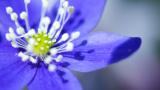 Modrý kvet
